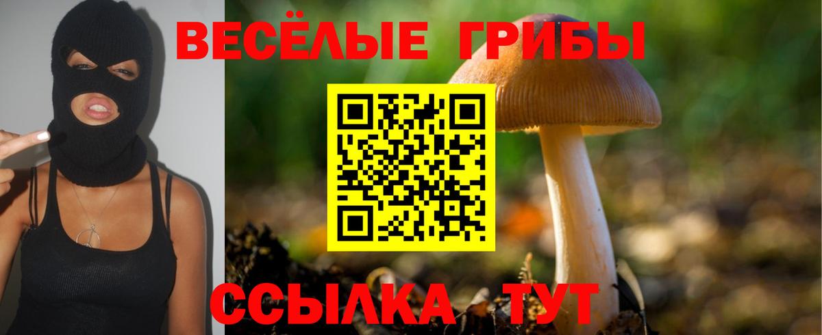 Александров  Псилоцибиновые грибы GOLDEN TEACHER  Вход с VPN  Псилоцибиновые грибы GOLDEN TEACHER 